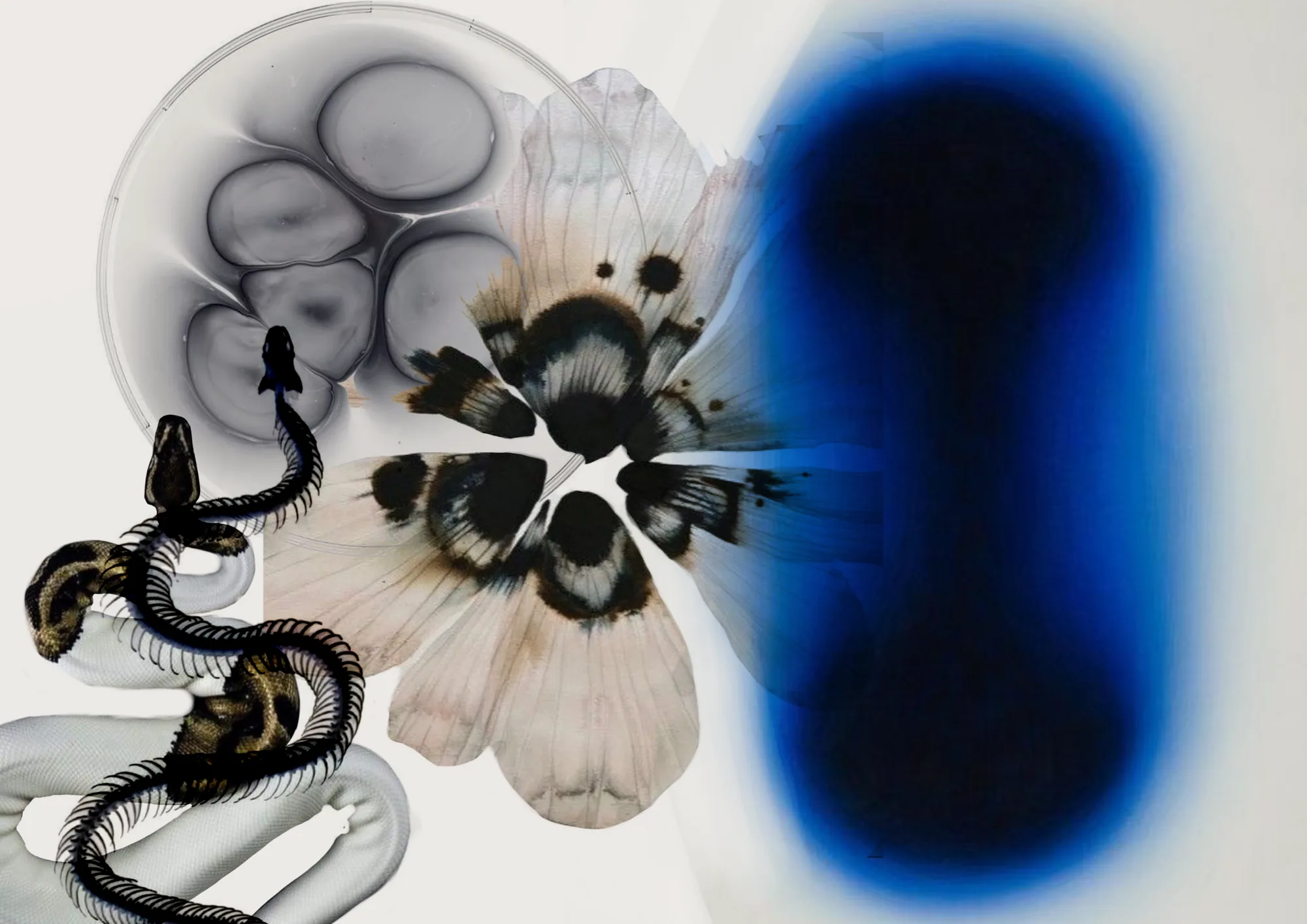 Serpente, flor e azul.